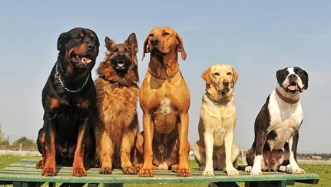 Breed Race In Modern Dog Training Methods And Dog