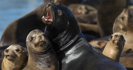 Bay Area loves its California sea lions. No so down south | Coastal Restoration | Scoop.it