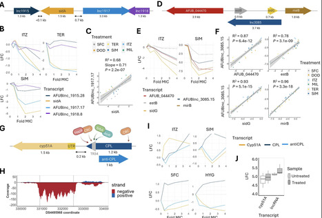 Genome-wide discovery and phenotyping of non-coding transcripts in A. fumigatus reveals lncRNAs with a role in antifungal drug sensitivity | Ncm | RMH | Scoop.it