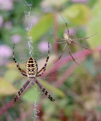 Une nouvelle enqu&ecirc;te autour de l'argiope frelon | Vari&eacute;t&eacute;s entomologiques | Scoop.it