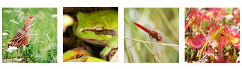 Life et Natura 2000 fêtent leurs 25 ans | Zones Humides | Variétés entomologiques | Scoop.it