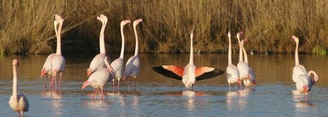 La Maison des Guides de Camargue | Camargue Nature | Scoop.it