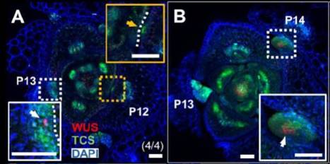 Cytokinin Signaling Activates WUSCHEL Expression during Axillary Meristem Initiation | The Plant Cell | Scoop.it