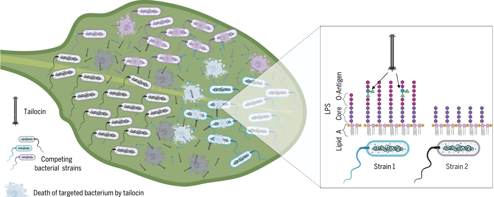 A phage tail–like bacteriocin suppresses ...