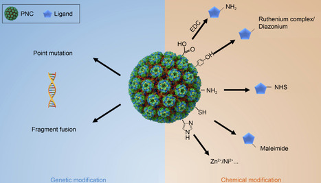 Quantitative functionalization of biosynthetic caged protein materials | RMH | Scoop.it