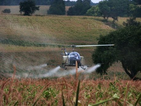 Levée des mesures de lutte contre la chrysomèle du maïs en Alsace | Variétés entomologiques | Scoop.it