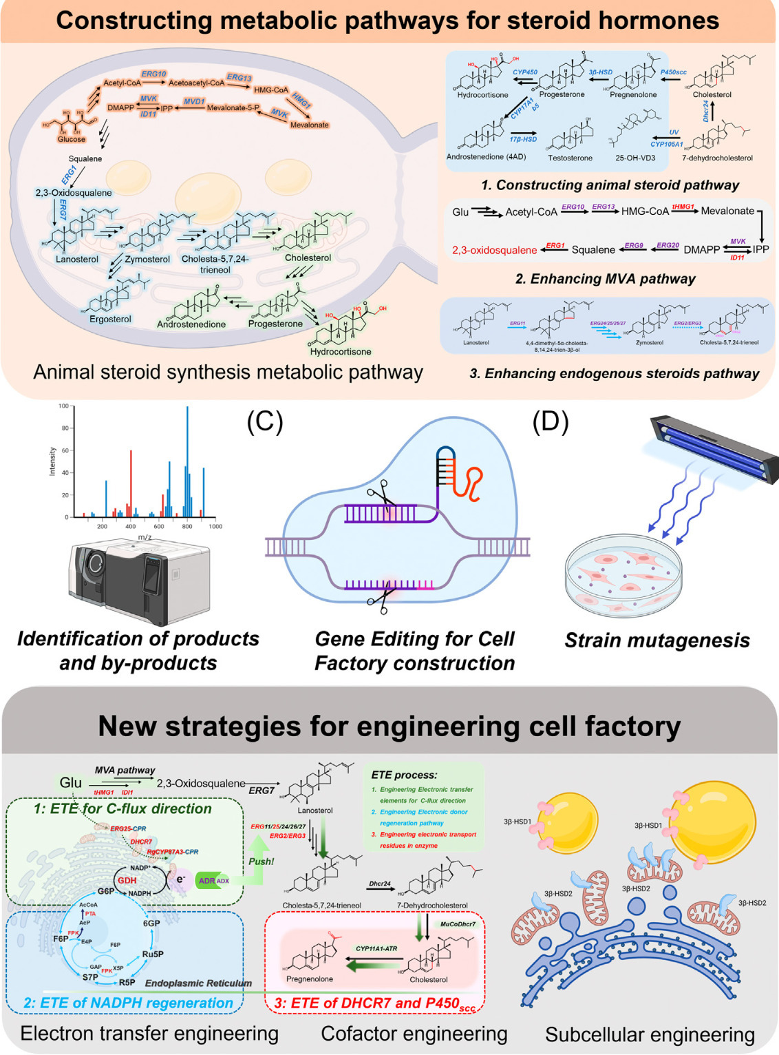 Metabolic and enzyme engineering for steroid ho...