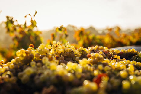 PORTUGAL : Douro region forecasts increase in wine production&nbsp; | CIHEAM Press Review | Scoop.it