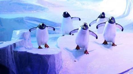 Fake ice 'too slippy' for penguins | No Such Thing As The News | Scoop.it
