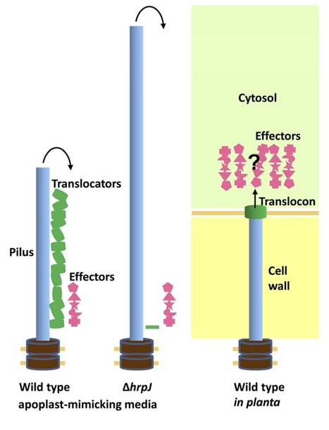 Mol Microbiol: Multiple lessons from the multiple functions of a regulator of type III secretion system assembly in the plant pathogen Pseudomonas syringe (2012) | Plants and Microbes | Scoop.it