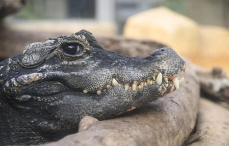 Canicule&nbsp;: Dix &oelig;ufs de crocodiles du Nil &eacute;closent de fa&ccedil;on naturelle et in&eacute;dite dans la Dr&ocirc;me | Biodiversit&eacute; - @ZEHUB on Twitter | Scoop.it