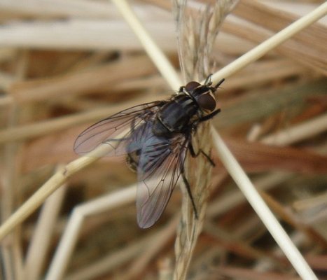 Transmission de pathogènes par les Stomoxes (Diptera, Muscidae) : une synthèse | EntomoNews | Scoop.it