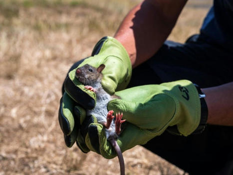 L'&eacute;cosyst&egrave;me de l'&icirc;le Amsterdam bient&ocirc;t lib&eacute;r&eacute; des animaux introduits | Biodiversit&eacute; | Scoop.it