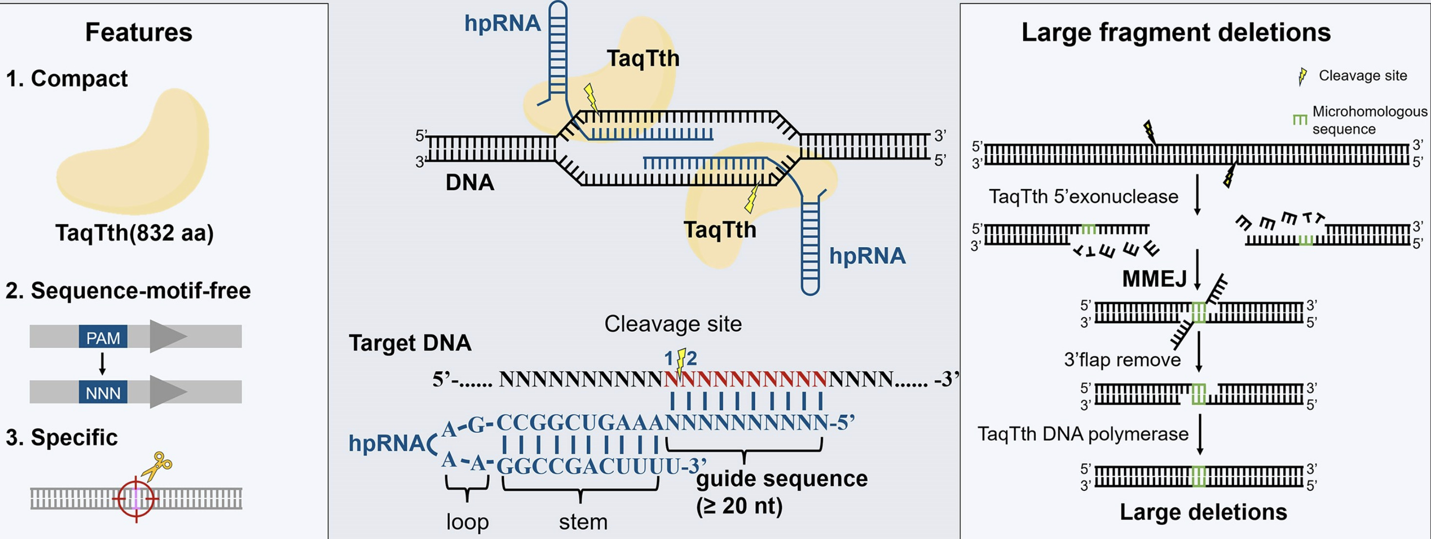 DNA large fragment deleting by compact, sequenc...