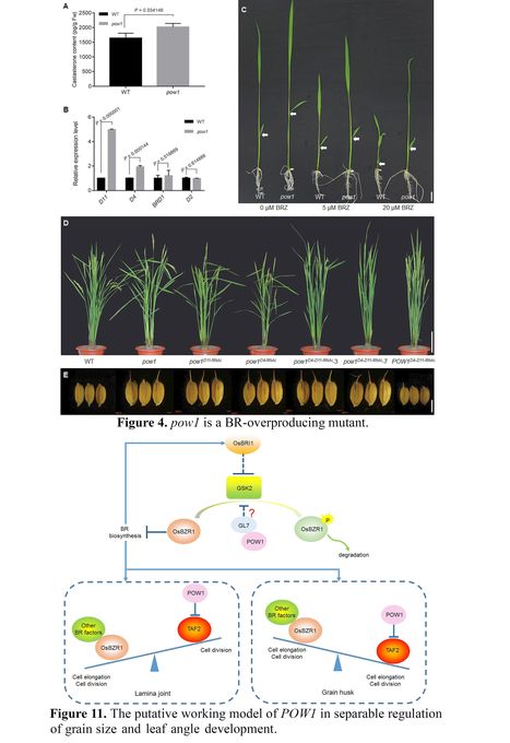 Separable regulation of POW1 in TAF2-mediated grain development and BR-mediated leaf angle formation in rice - Preprint | SEED-DREAM Lab info | Scoop.it