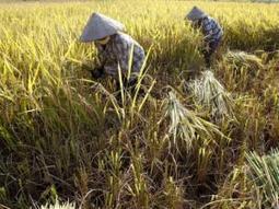 Independent Online: Gene breakthrough to help tsunami-hit farmers | MutMap | Scoop.it