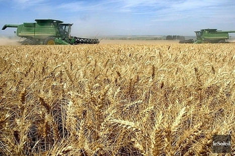 Les surfaces OGM mondiales en hausse de 6 millions d'hectares - LaPresse.ca | Innovation Agro-activit&eacute;s et Bio-industries | Scoop.it