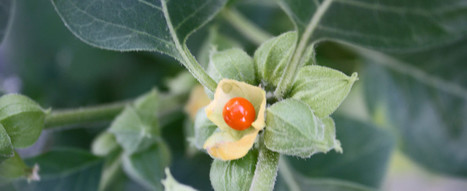 Ashwagandha, racine de vitalité - Ayurveda Revolution | La Sagesse de la Nature | Scoop.it