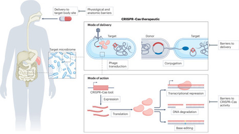 CRISPR–Cas therapies targeting bacteria | Nrb | RMH | Scoop.it