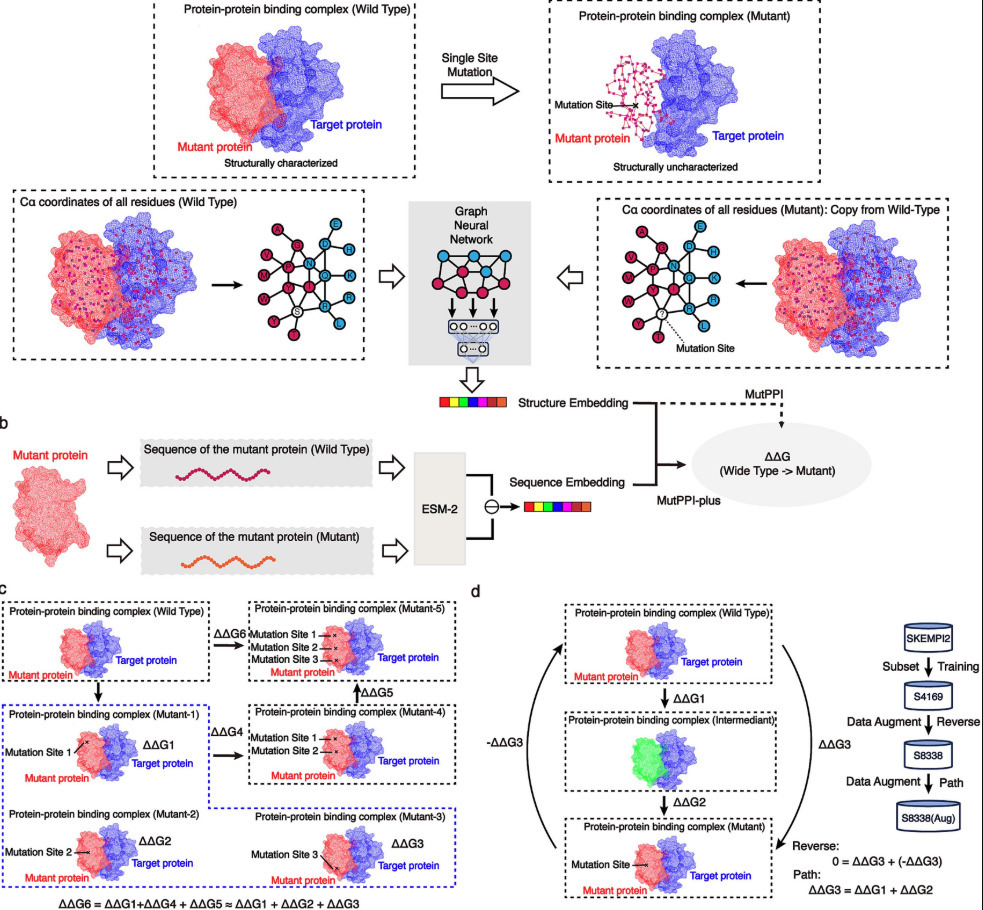 MutPPI+: a multimodal framework for predicting ...