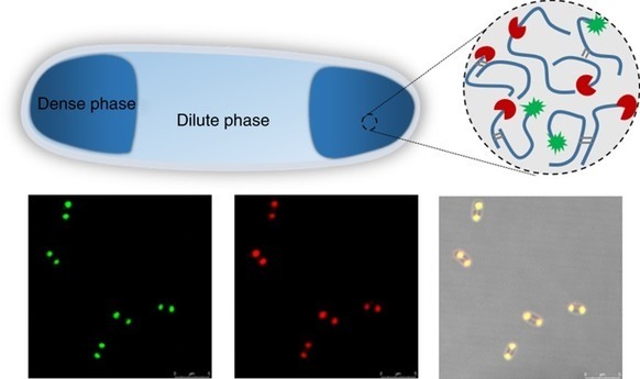 Formation and functionalization of membraneless...