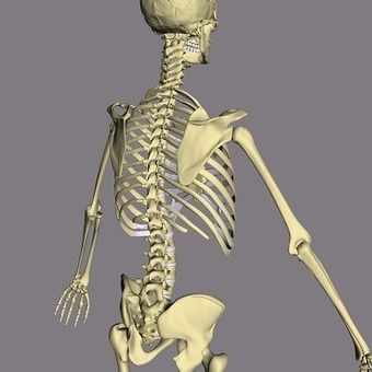 BoneLab 2 | Archaeology Tools | Scoop.it