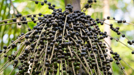 BRÉSIL : La culture de l'açaï, un exemple de socio-bioéconomie  | AMÉRIQUES | Scoop.it