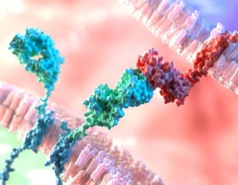 New therapeutic target could boost CAR T-cell therapy success in solid tumors | Genetic Engineering in the Press by GEG | Scoop.it