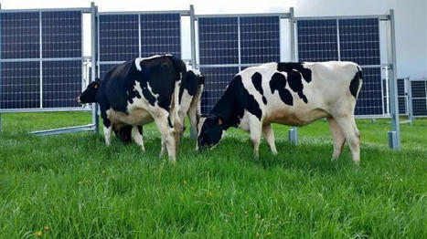 Haies solaires pour les prairies des bovins | Actualité Bétail | Scoop.it