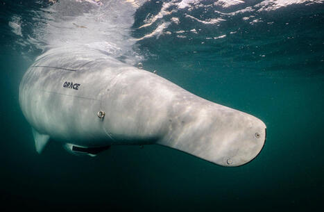 Germany unveils long-endurance Greyshark underwater drones | DEFENSE NEWS | Scoop.it