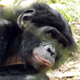 Are Apes as Empathetic as Humans? | The Scientist Magazine® | Empathy and Animals | Scoop.it
