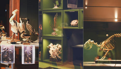 Plumes, poils, carapaces : à Strasbourg, balade dans les coulisses du Musée zoologique 2.0 | Strasbourg Eurométropole Actu | Scoop.it
