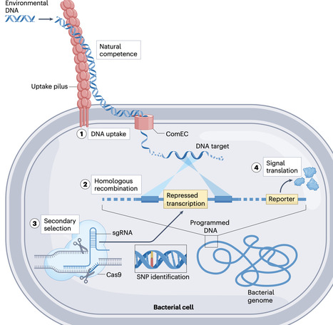 Bacteria as living biosensors for DNA | Nrb | RMH | Scoop.it