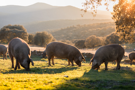 Une reprise d'activité attendue pour le porc ! | Actualité Bétail | Scoop.it