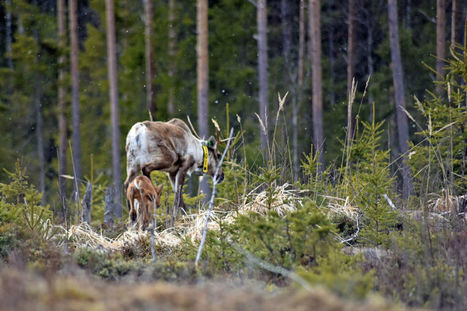 Seitsemisen kansallispuistossa syntyi villi mets&auml;peuran vasa &ndash; edellisest&auml; kerrasta 150 vuotta | Yle Uutiset | yle.fi | 1Uutiset - Lukemisen t&auml;hden | Scoop.it