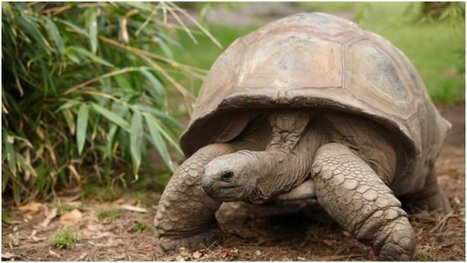 At 187, He Is The Worlds Oldest Animal On Land | Galapagos | Scoop.it