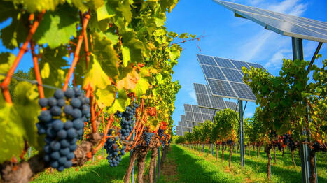 « Vos vignes produisent de l'électricité » : ces panneaux solaires doublent les récoltes italiennes et divisent la consommation d'eau par deux - Enviro2b | Pour innover en agriculture | Scoop.it