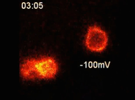 Chemoselective tarantula toxins report voltage activation of wild-type ion channels in live cells - PNAS | Bioscience News - GEG Tech top picks | Scoop.it