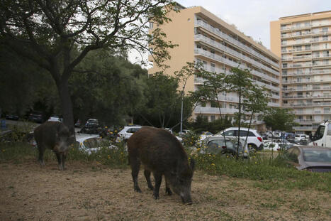 Quand les sangliers arrivent en ville… les chercheurs peuvent objectiver la situation | Biodiversité - @ZEHUB on Twitter | Scoop.it