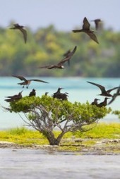 Les Associations de Protection de la Nature | Le Tahiti Traveler | Biodiversit&eacute; | Scoop.it