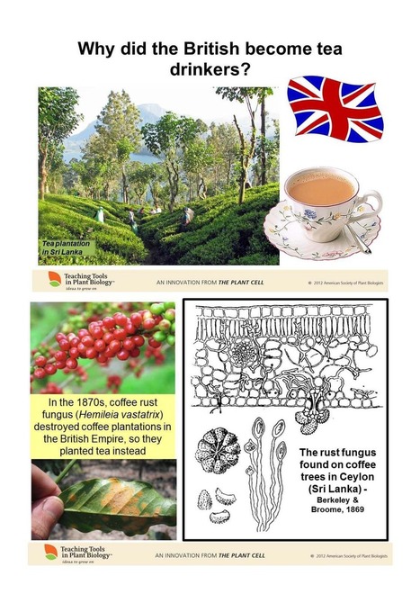 Why do the British drink tea? | Plant Biology Teaching Resources (Higher Education) | Scoop.it