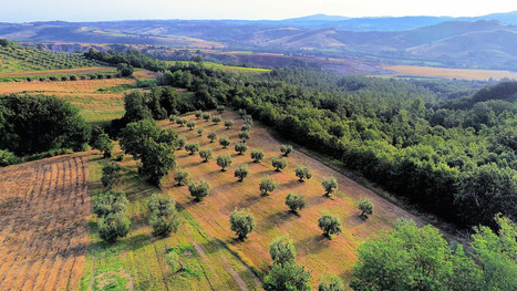 Low Harvest, Rising Production Costs Continue to Plague Argentina | OLIVE NEWS | Scoop.it
