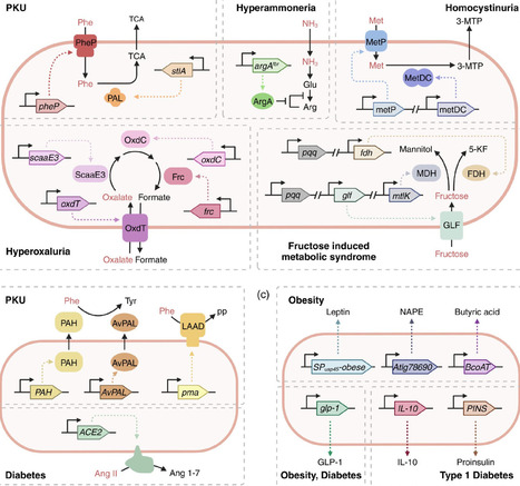 Development strategies for engineered live biotherapeutic products for metabolic diseases | RMH | Scoop.it