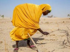 Sahel Agroecology Training Targets Youth Amid High Unemployment, Food Risk | Questions de développement ... | Scoop.it