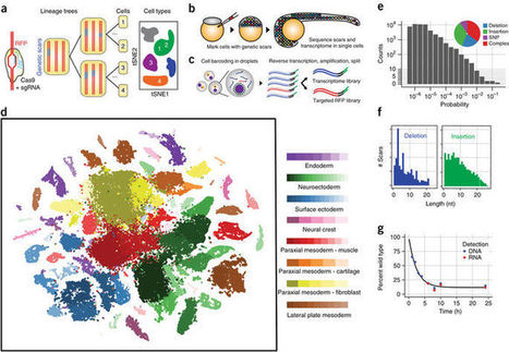 Simultaneous lineage tracing and cell-type identification using CRISPR–Cas9-induced genetic scars | Genetic Engineering Publications - GEG Tech top picks | Scoop.it