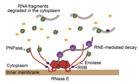 Dynamic partitioning shapes the in vivo organization of the E. coli RNA degradosome | brvm | RMH | Scoop.it