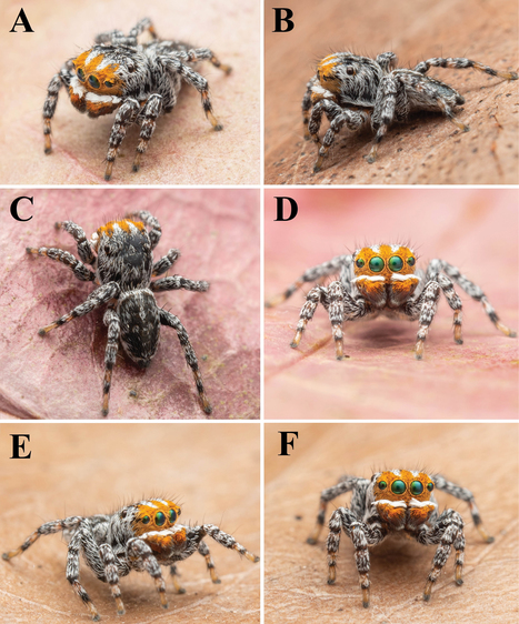 Retour sur 10 nouvelles esp&egrave;ces d&eacute;couvertes en 2021 : L'araign&eacute;e Nemo, un air de poisson-clown | EntomoNews | Scoop.it