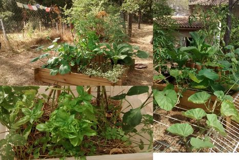 Basilic: le Trésor discret du jardin | La Cabane aux Arômes | Scoop.it