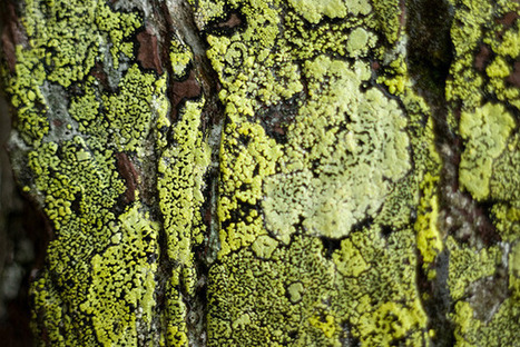Nervous System – explorations in generative design and natural phenomena » Blog Archive » Becoming Lichenized | Emerging Knowledge | Scoop.it