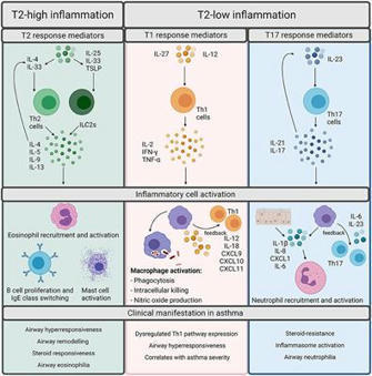 Frontiers | Interrupting the Conversation: Implications for Crosstalk Between Viral and Bacterial Infections in the Asthmatic Airway | Allergy (and clinical immunology) | Scoop.it